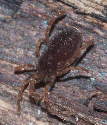 Media type: image;   Invertebrate Zoology 134644 Description: insitu image;